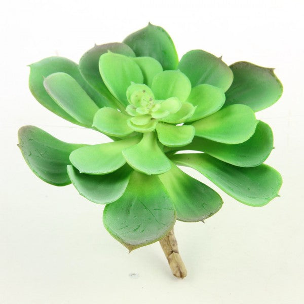 5"SUCCULENT GREEN