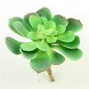 5"SUCCULENT GREEN