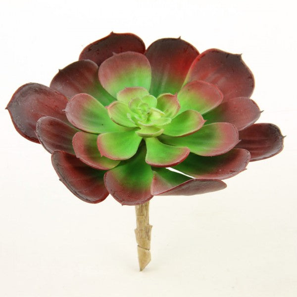 5"SUCCULENT GREEN/BURGUNDY