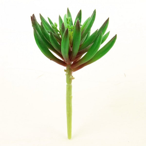 6.5"SUCCULENT GREEN/RED