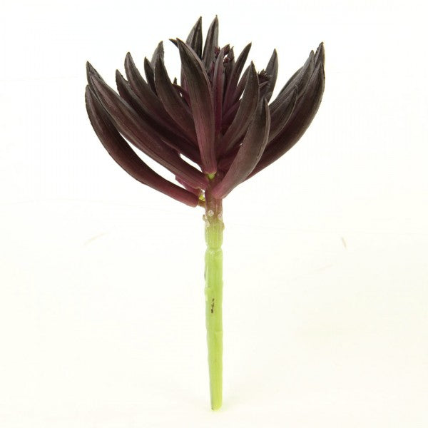 6.5"SUCCULENT EGGPLANT