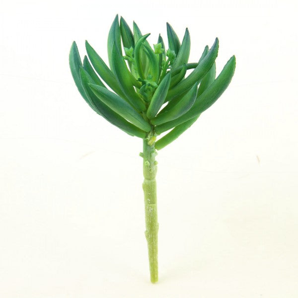 6.5"SUCCULENT BLUE