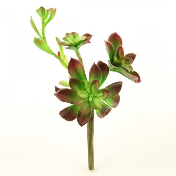 9.5"SUCCULENT GREEN/RED