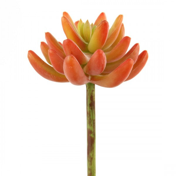 8"X3.5"SUCCULENT SINGLE STEM