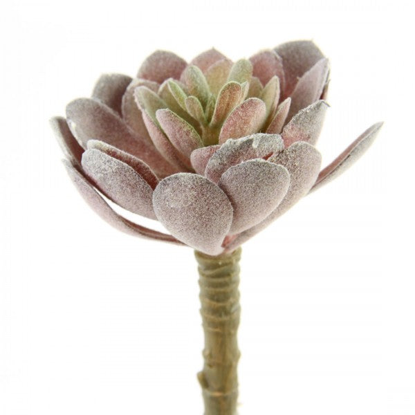 5"X3"D SUCCULENT STEM GRN/RED