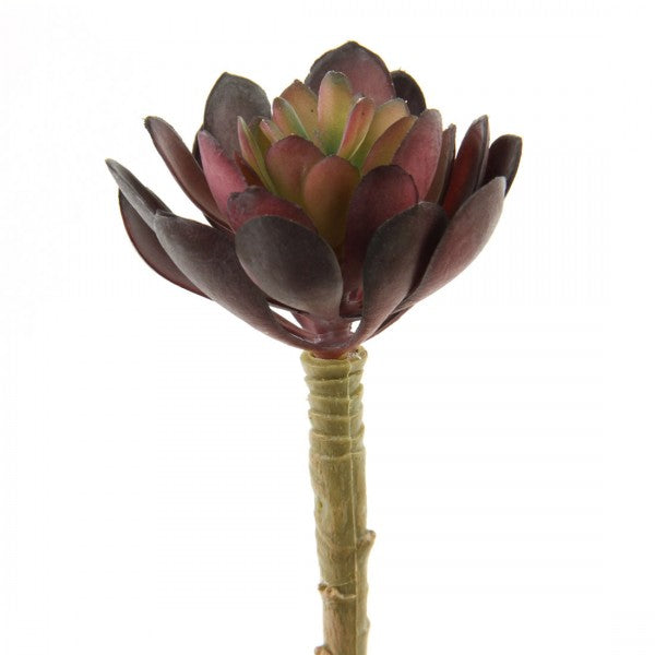 5"X3"D SUCCULENT STEM EGGPLANT