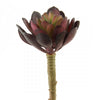 5"X3"D SUCCULENT STEM EGGPLANT