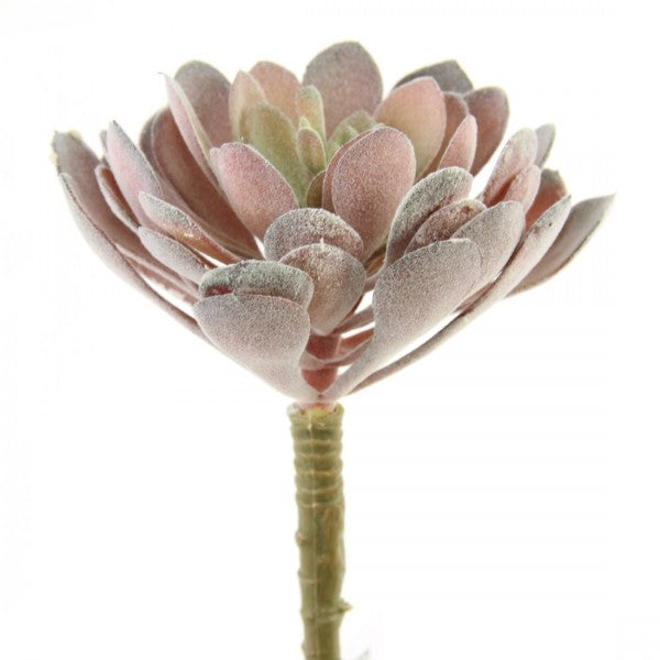 6"X5"D SUCCULENT STEM GRN/RED