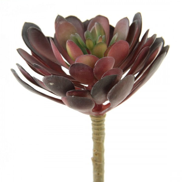 6"X5"D SUCCULENT STEM EGGPLANT