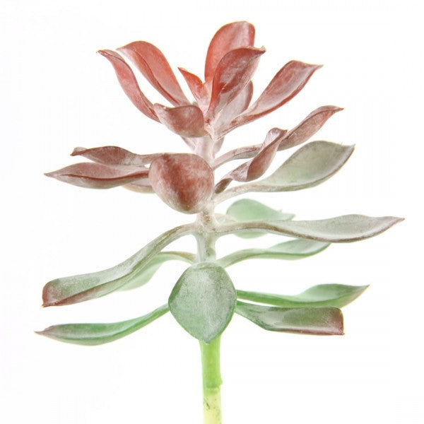 6"X4"D SUCCULENT STEM GRN/RED
