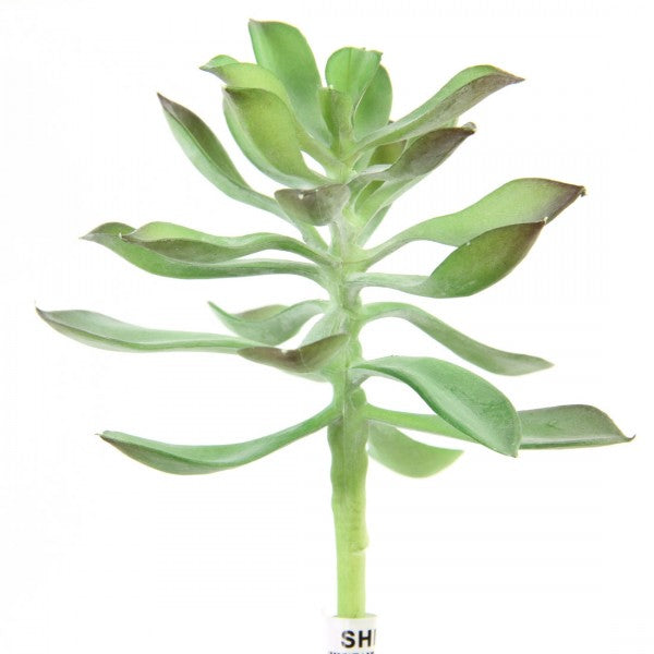 6"X4"D SUCCULENT STEM GREEN