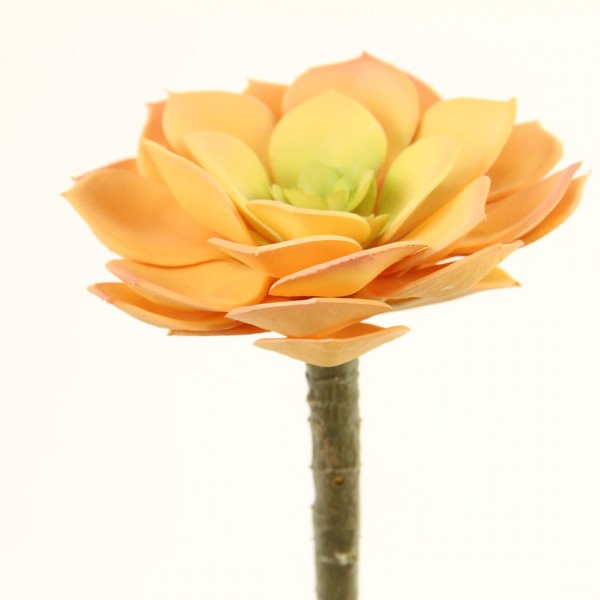 5"X4"D SUCCULENT STEM PEACH