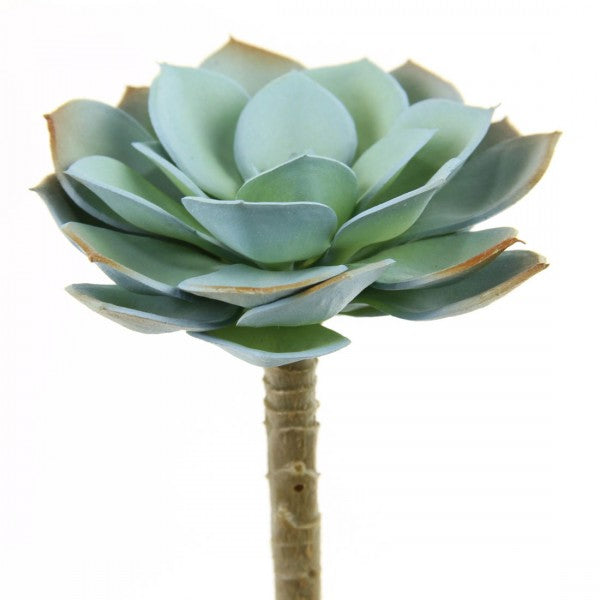 5"X4"D SUCCULENT STEM BLUE/BRW