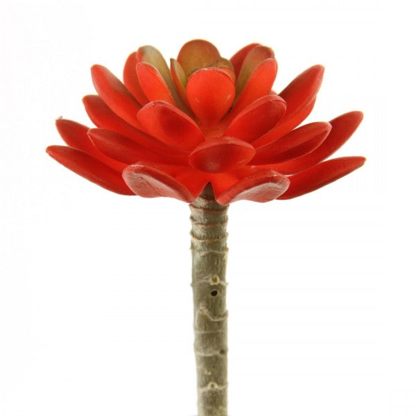 4.75"X3"D SUCCULENT STEM RED