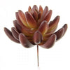 4"SUCCULENT STEM LAVENDER