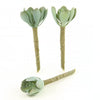 5"ECHEVERIA GREEN 3PC/BG