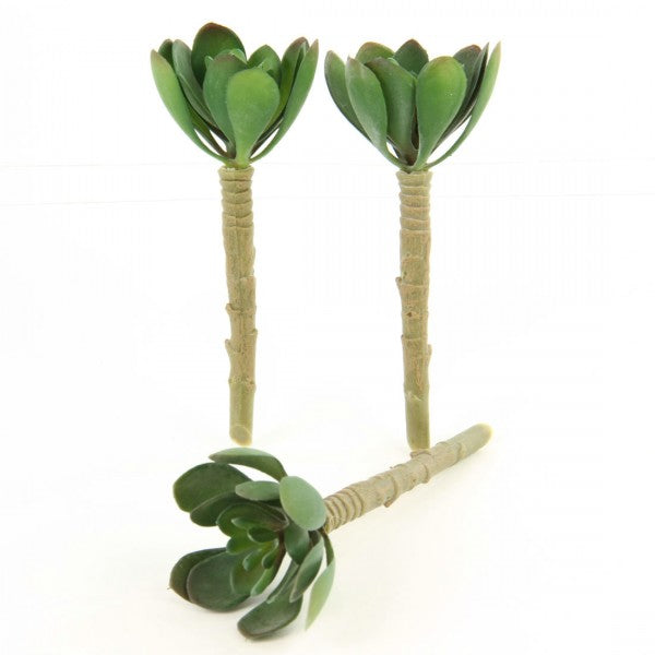 5"ECHEVERIA DUSTY GRN 3PC/BG