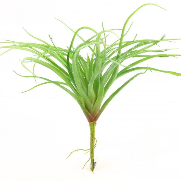 14" AIRPLANT