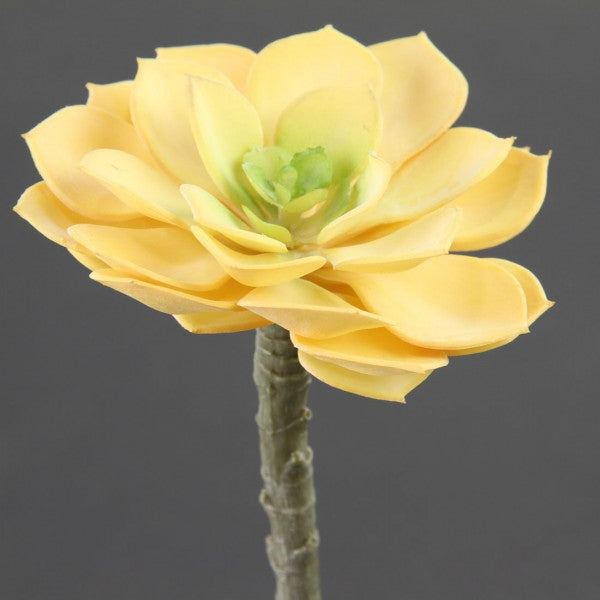 5"SUCCULENT STEM YELL/GRN