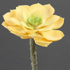 5"SUCCULENT STEM YELL/GRN