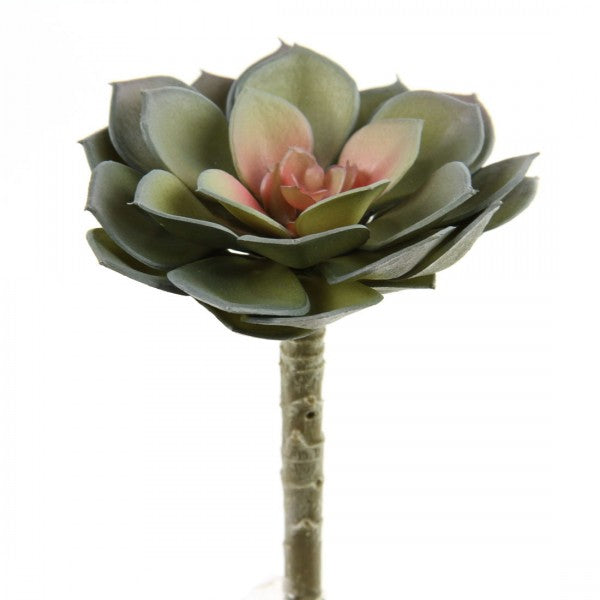 5"SUCCULENT STEM PURP/PINK