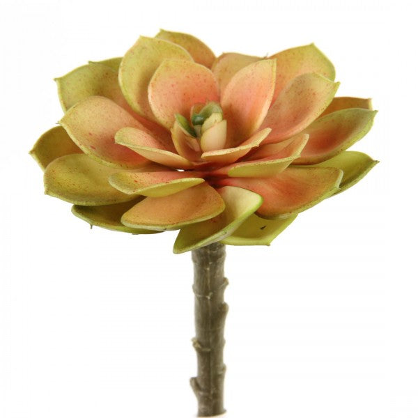 5"SUCCULENT STEM SUNSET
