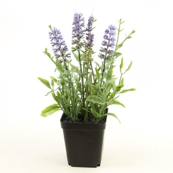 9"LAVENDER POTTED