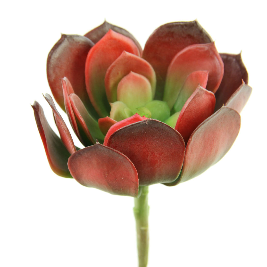 7" SUCCULENT