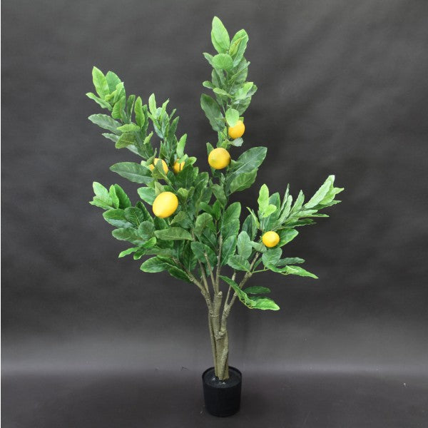 4' LEMON TREE W/6 LEMON