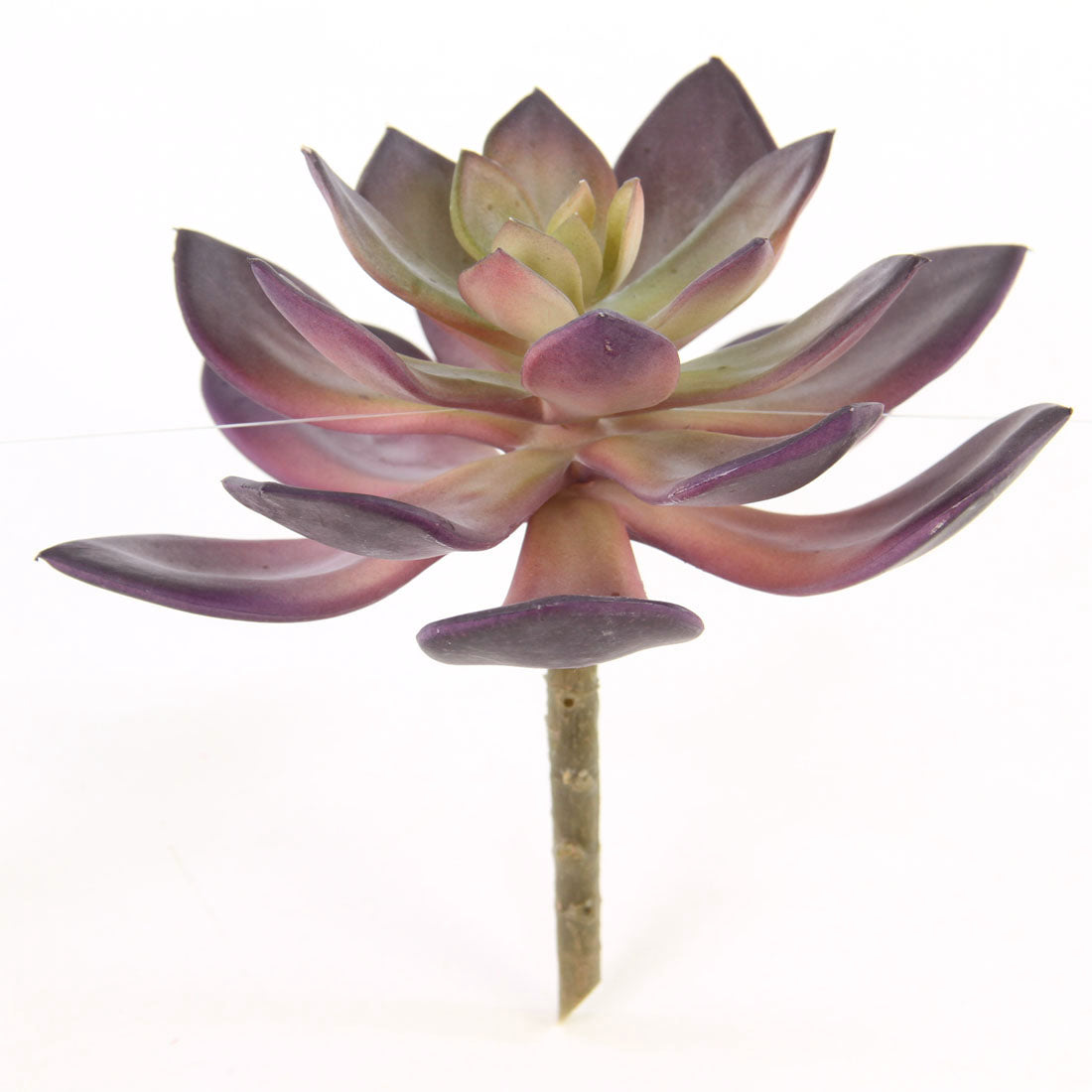 6"D SUCCULENT STEM A25