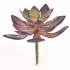 6"D SUCCULENT STEM A25
