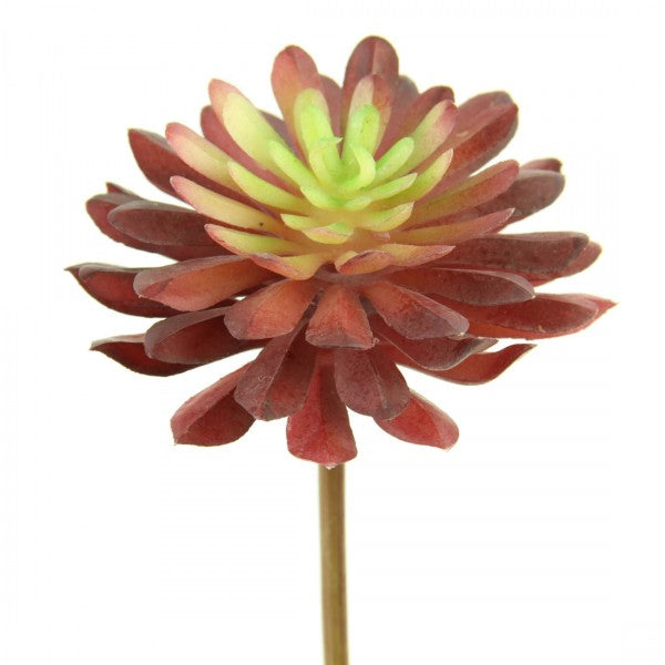 red stem succulent 12.5CM SUCCULENT STEM