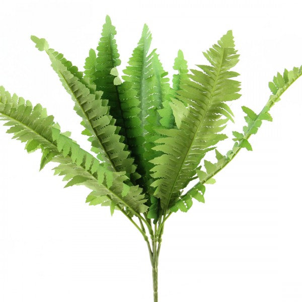 17"BOSTON FERN LVS BUSH X12