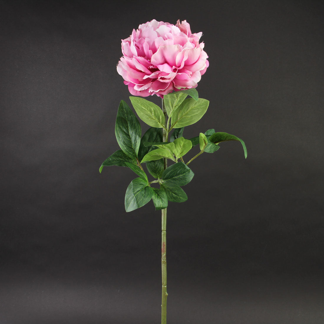 28"SINGLE PEONY