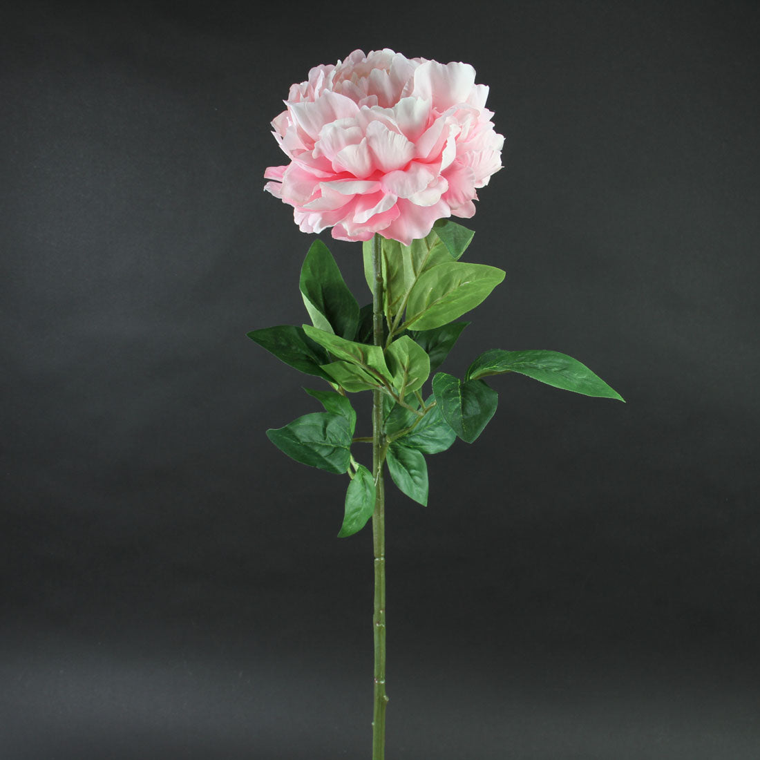 28"SINGLE PEONY