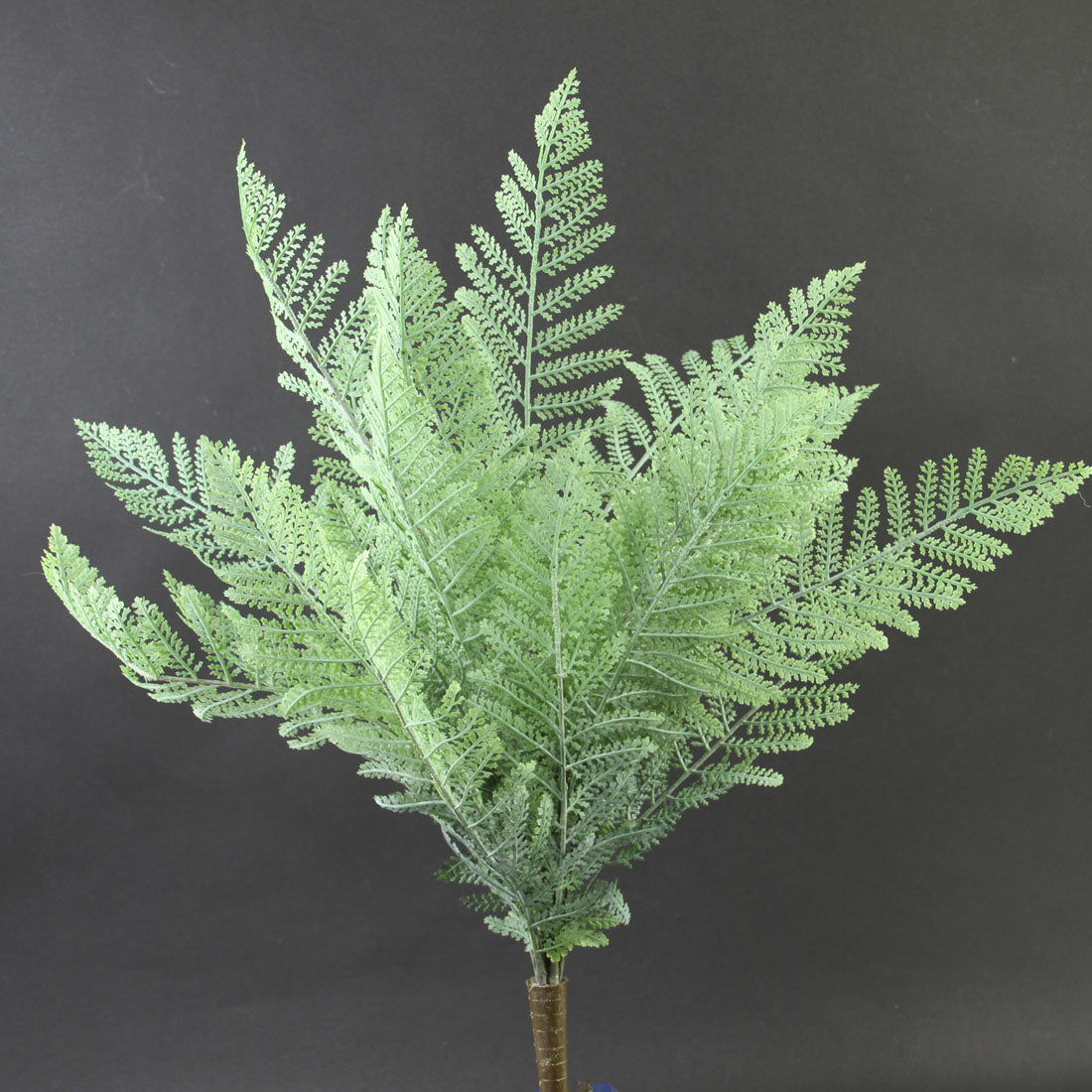 19"UV CYPRESS