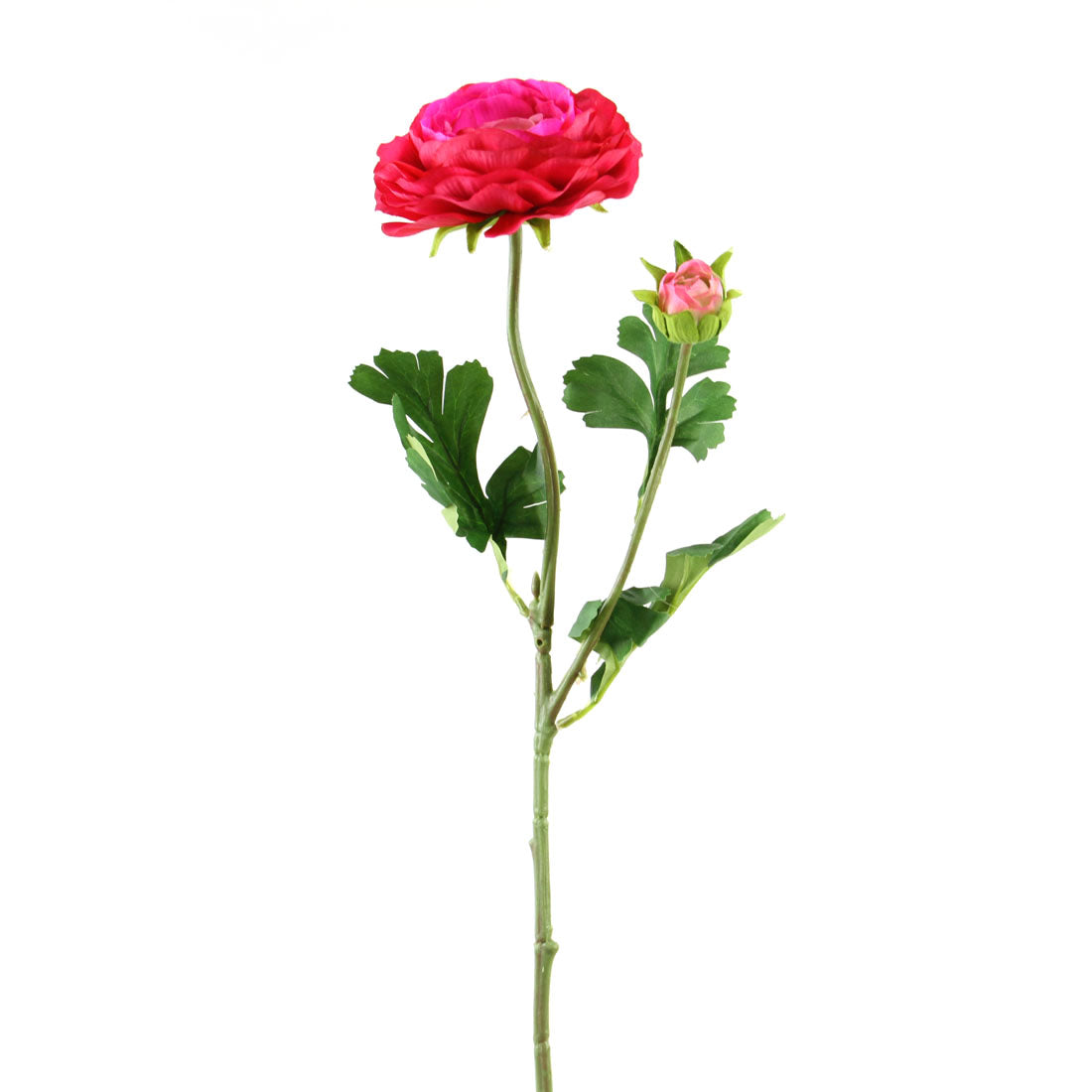 23.5"RANUNCULUS SPRY X2 FUCHSI