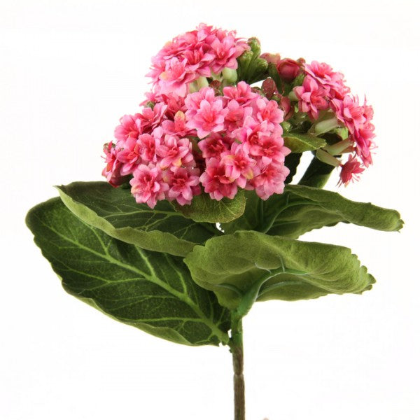 8"KALANCHOE BUSH HOT PINK