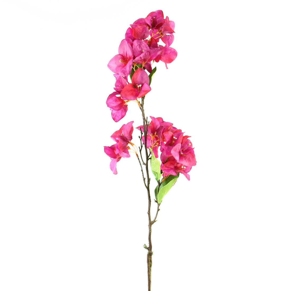 33"BOUGAINVILLEA STEM FUCHSIA