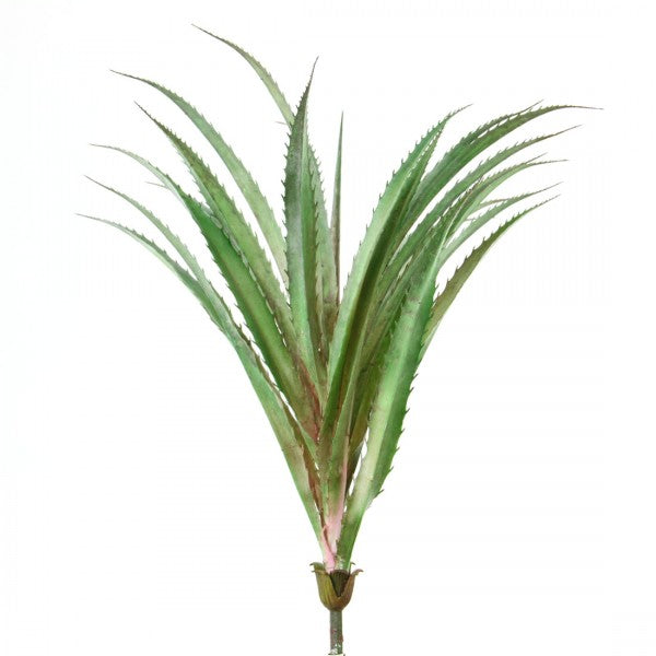 20"PANDAN LEAF PLANT