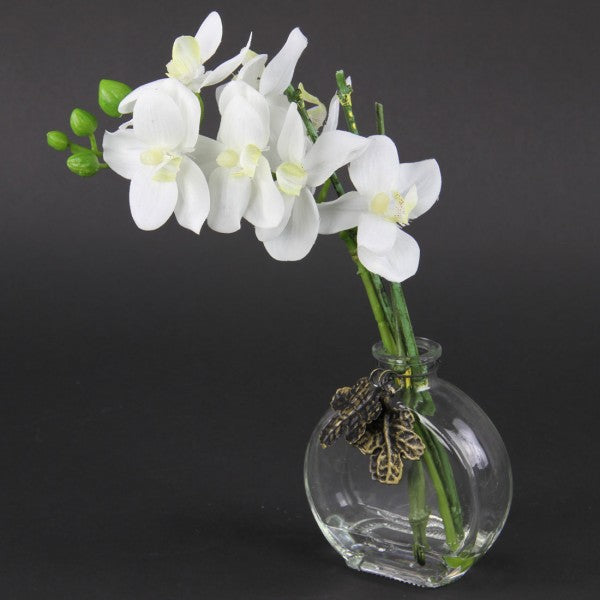 10"PHALAENOPSIS W/GLS VS.A4