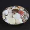 BASKET OF SEASHELLS
