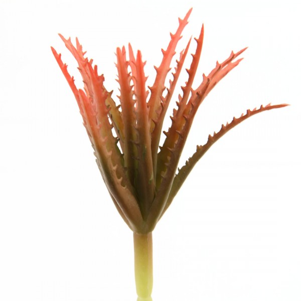 6"SM.ALOE VERA