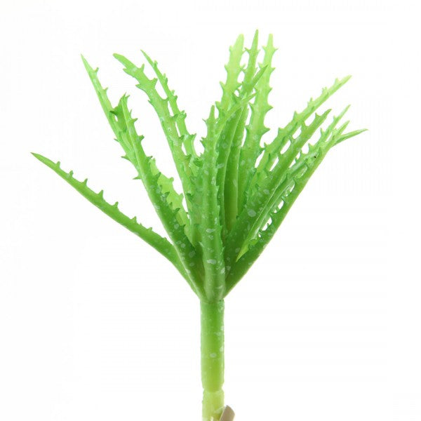6"SM.ALOE VERA SMALL