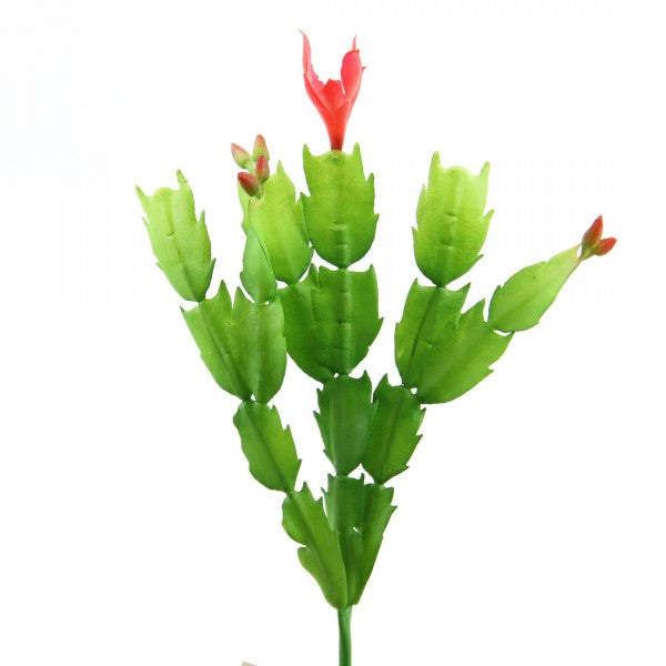 9"CACTUS
