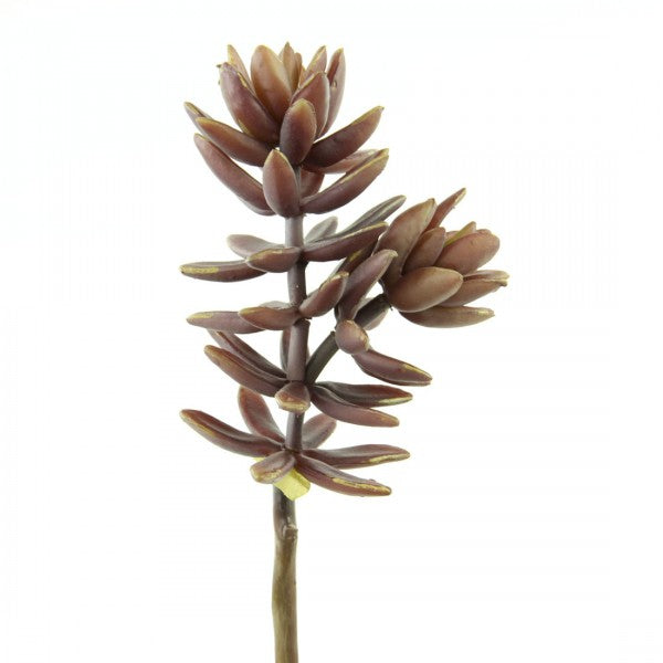 SUCCULENT MAUVE