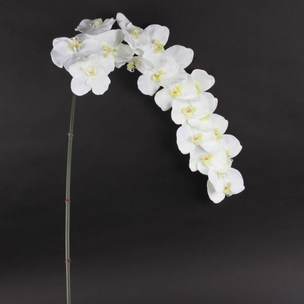 66"ORCHID PHALAENOPSIS