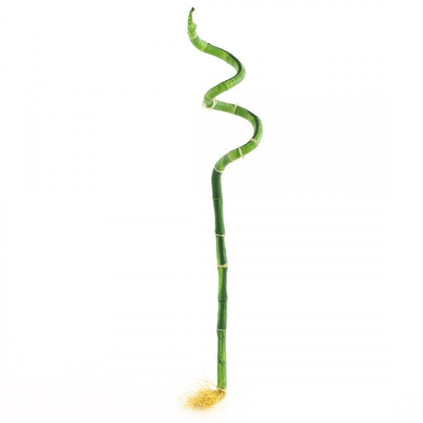 23"PLASTIC SPIR BAMBOO ST.A4
