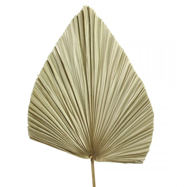 24"DRIED FOUNTAIN PALM STEM