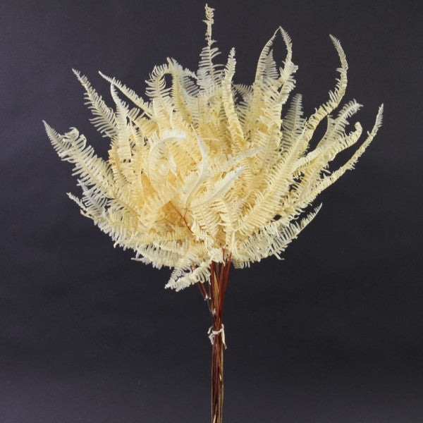21.5"DRIED FALSE STAGHRN FERN